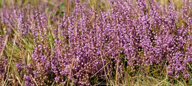 Wahner Heide Wahner Heide