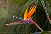 Strelitzia reginae