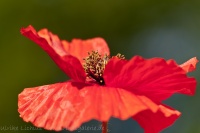 Klatschmohn