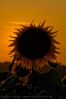 Girasole