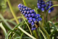 Bienenfutter