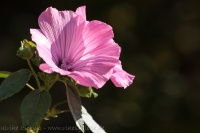 Hibiskus