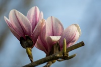 Blüten der Tulpen-Magnolie