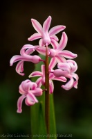 hyacinthus orientalis