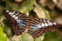 Parthenos sylvia