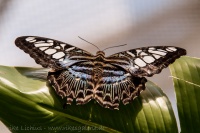 Blauer Segelfalter (Parthenos sylvia)