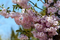 Traum in rosa