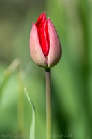 Tulpe