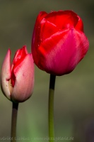 Tulpen