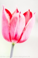 tulip-art