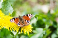Tagpfauenauge (aglais io)