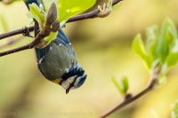 hanging bird