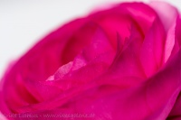 Frühling in rosa