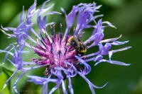 Centaurea montana