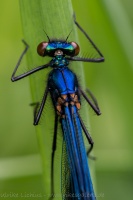 Banded demoiselle