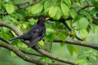 Amsel - Turdus merula 