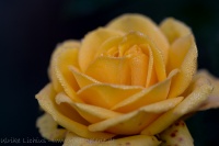 Rose in Gelb