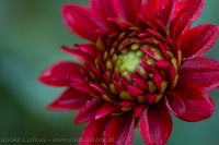 Dahlie