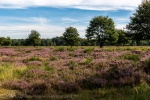 Die Heide blüht